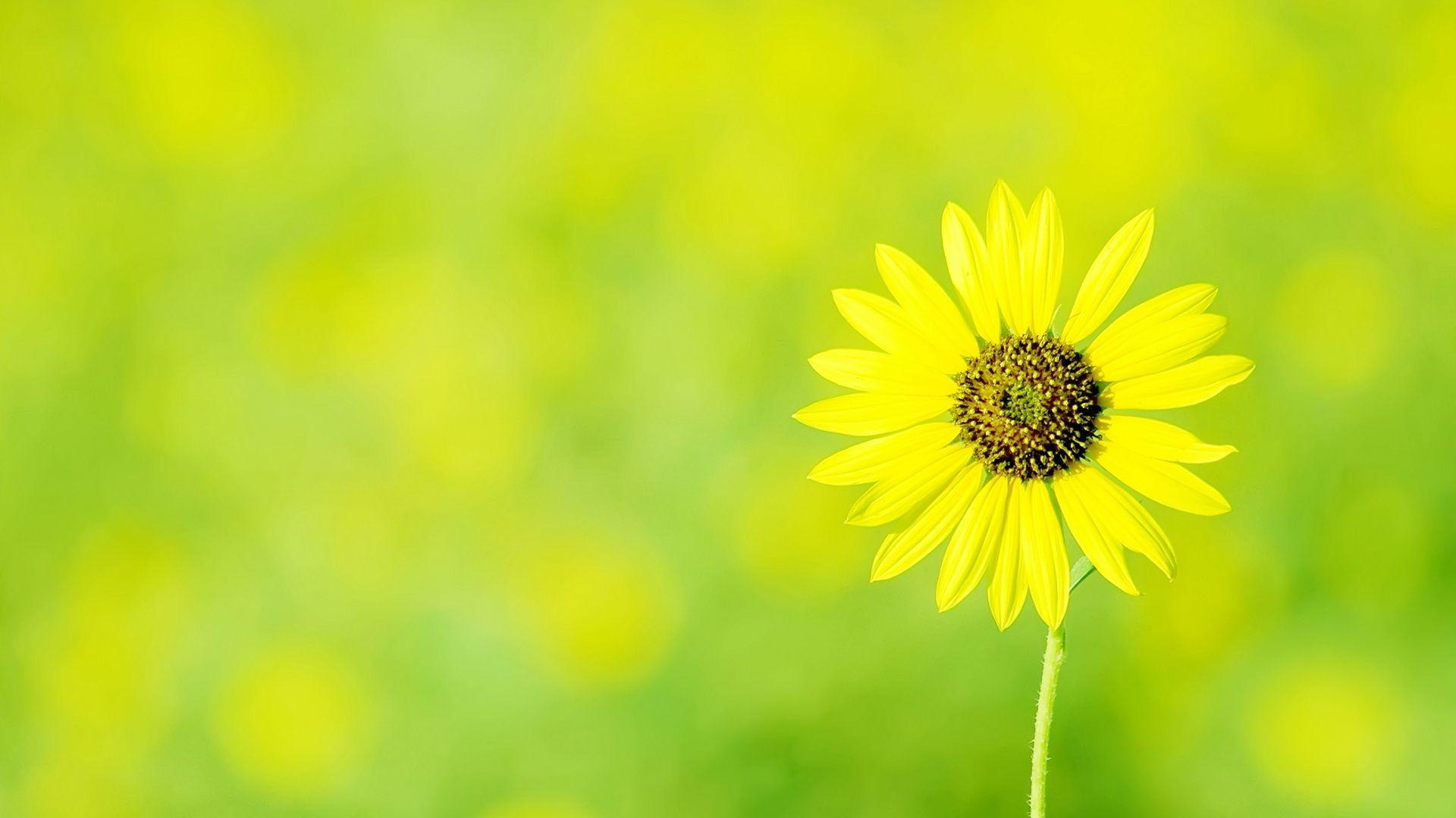 1920X1080 Yellow Flowers Wallpapers - Top Free 1920X1080 Yellow Flowers  Backgrounds - WallpaperAccess