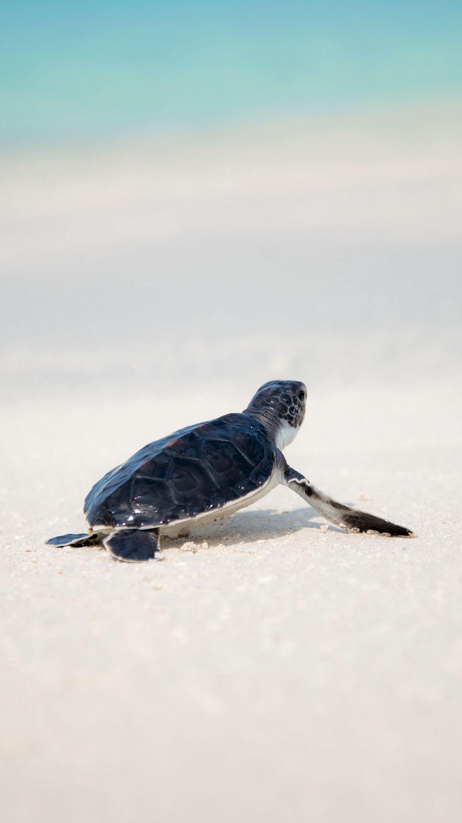 938x1668 Download wallpaper 938x1668 sea turtle, turtle, shore, animal
