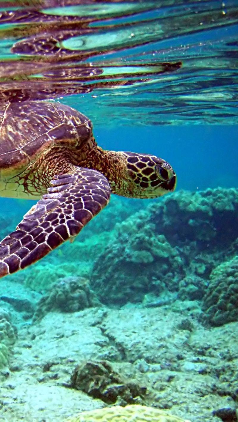 800x1420 Download wallpaper 800x1420 turtle, underwater, swimming, water