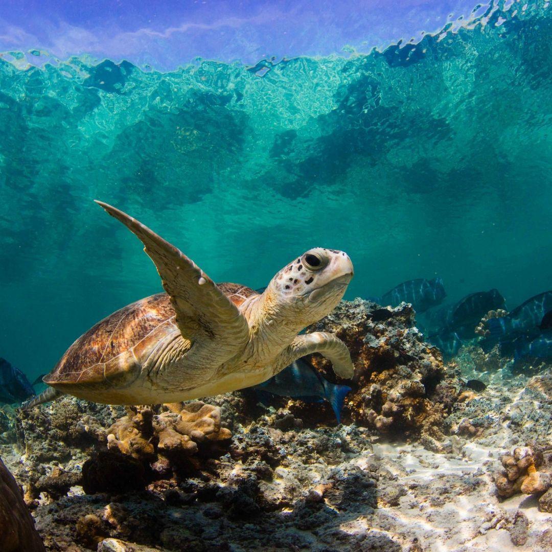 1080x1080 Sea Turtle Wallpaper Background, iPhone
