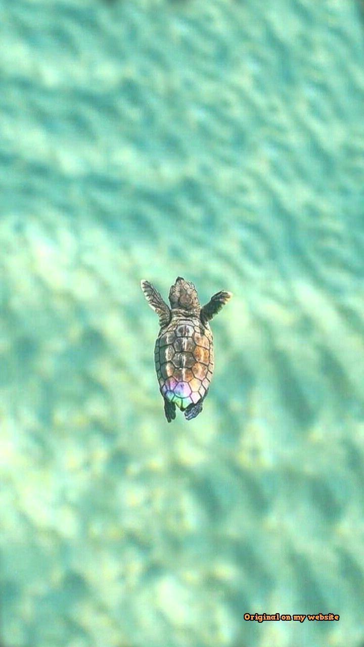720x1280 Cute Turtle Background