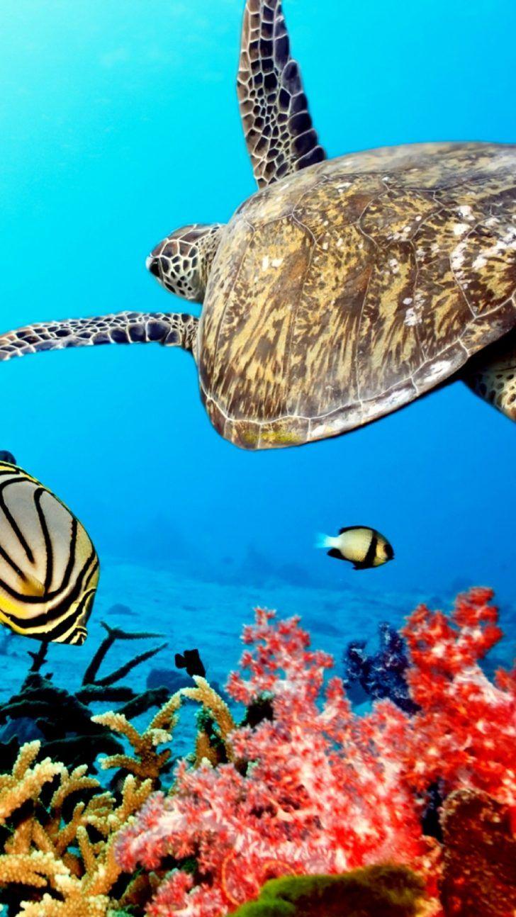 728x1294 Turtle iPhone Wallpaper