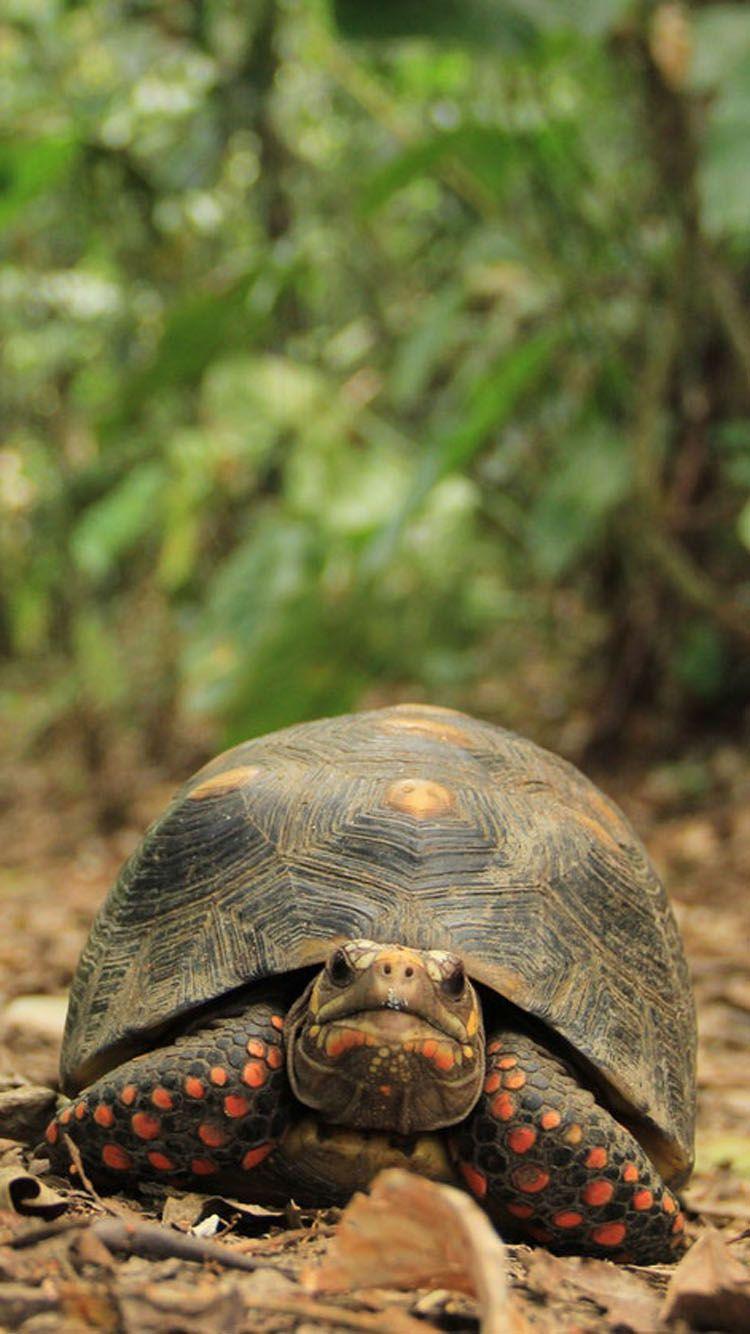 750x1334 Turtle Wallpaper Phone.com PRINTABLES
