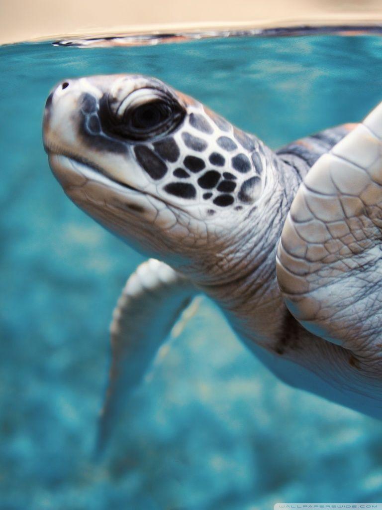 768x1024 Green Sea Turtle Underwater ❤ 4K HD Desktop Wallpaper for 4K