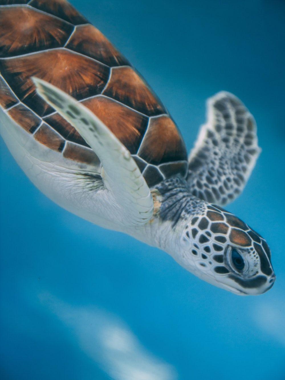 1000x1333 Turtle Picture. Download Free Image