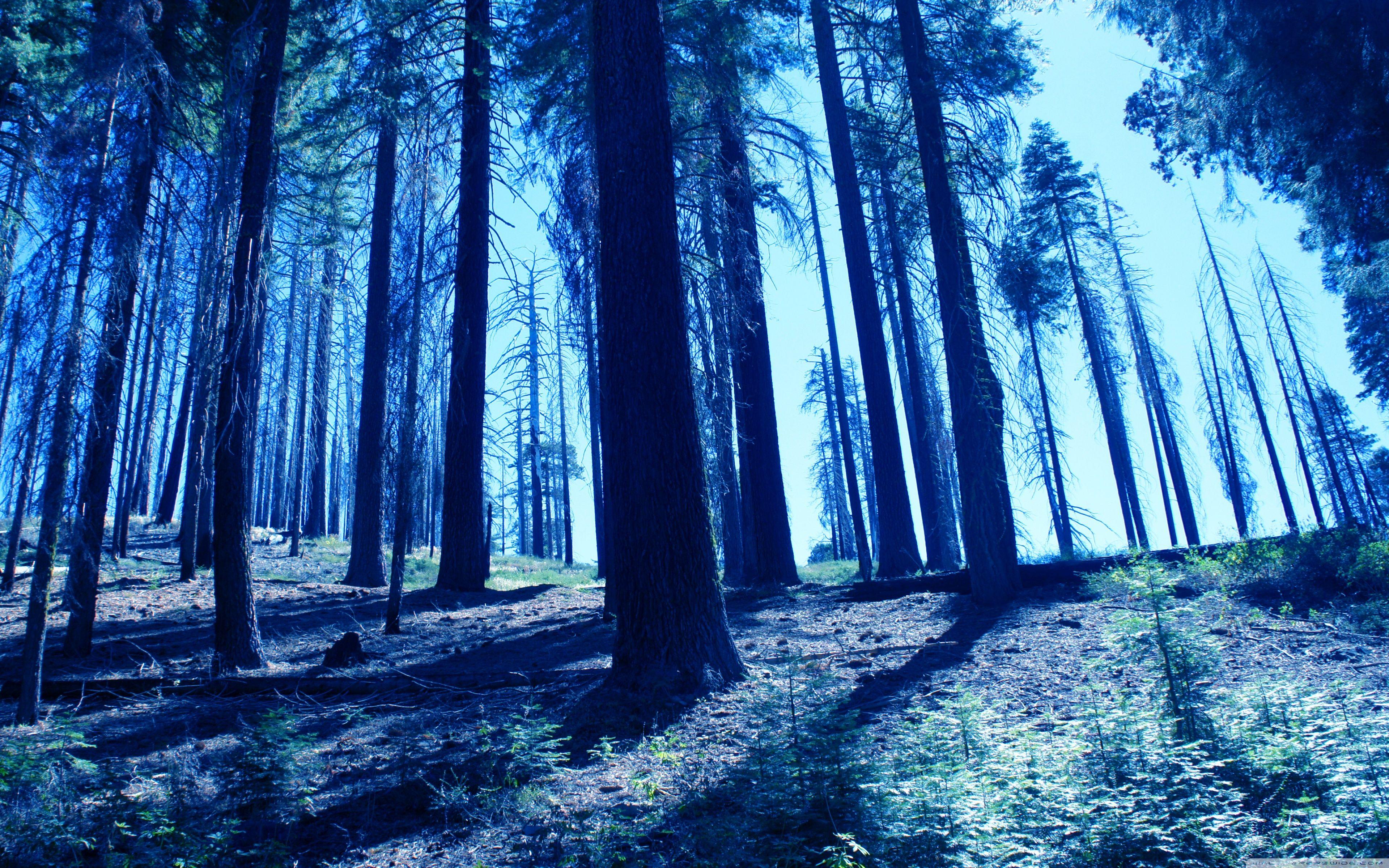 Blue Forest Wallpapers - Top Free Blue Forest Backgrounds - WallpaperAccess