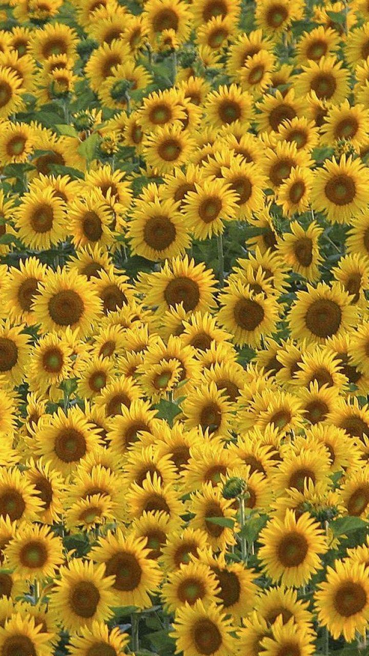 720x1280 Download Wallpaper 720x1280 Sunflowers, Field, Many, Summer Samsung