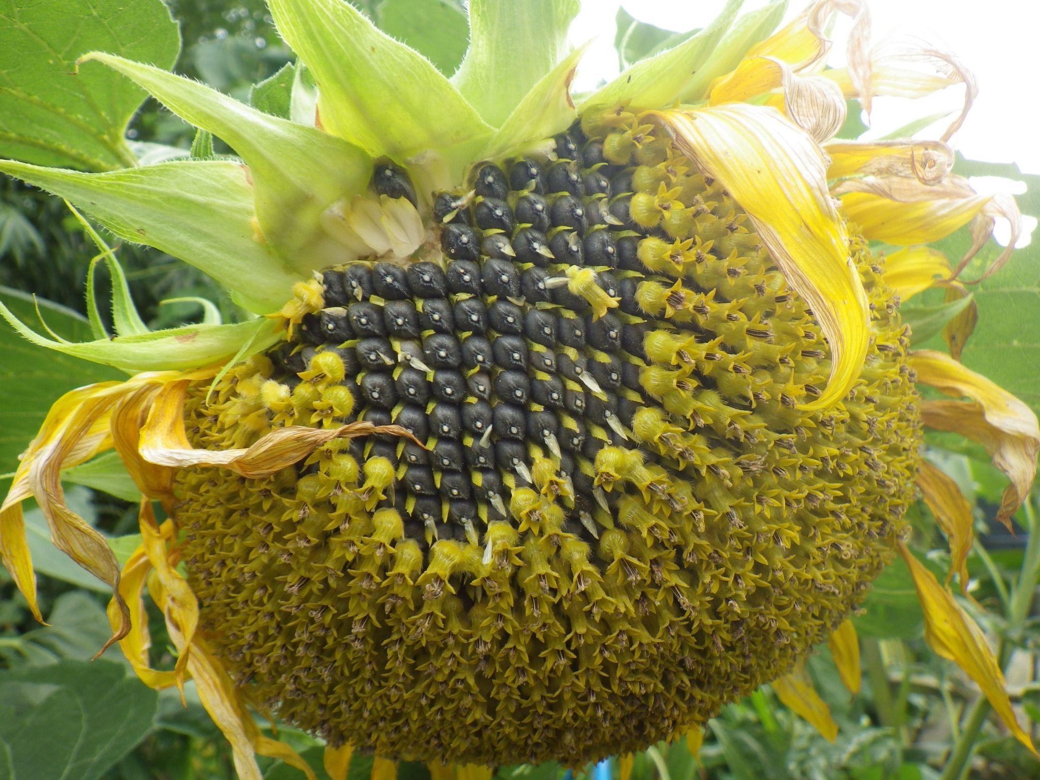 2048x1536 sunflower desktop wallpaper