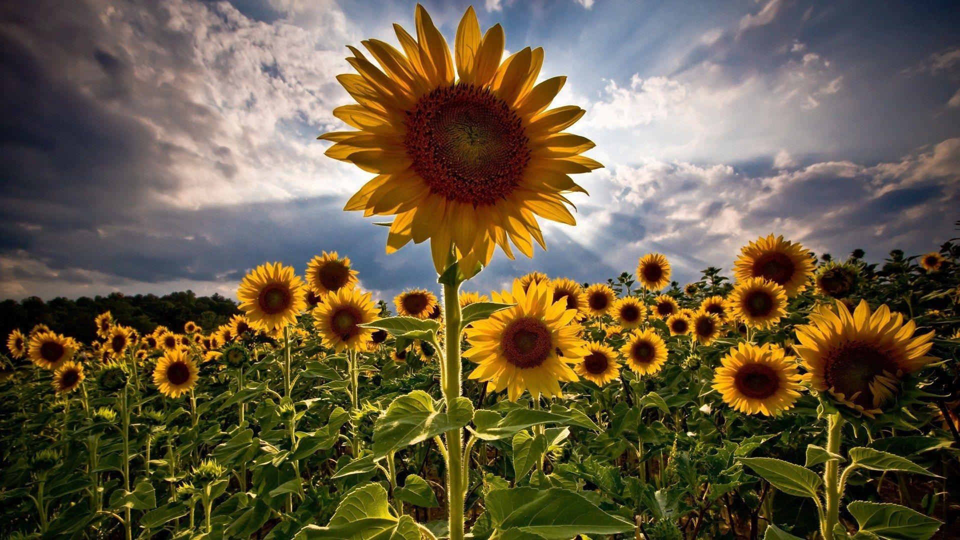 1920x1080 download flower background image HD wallpaper. Places to visit