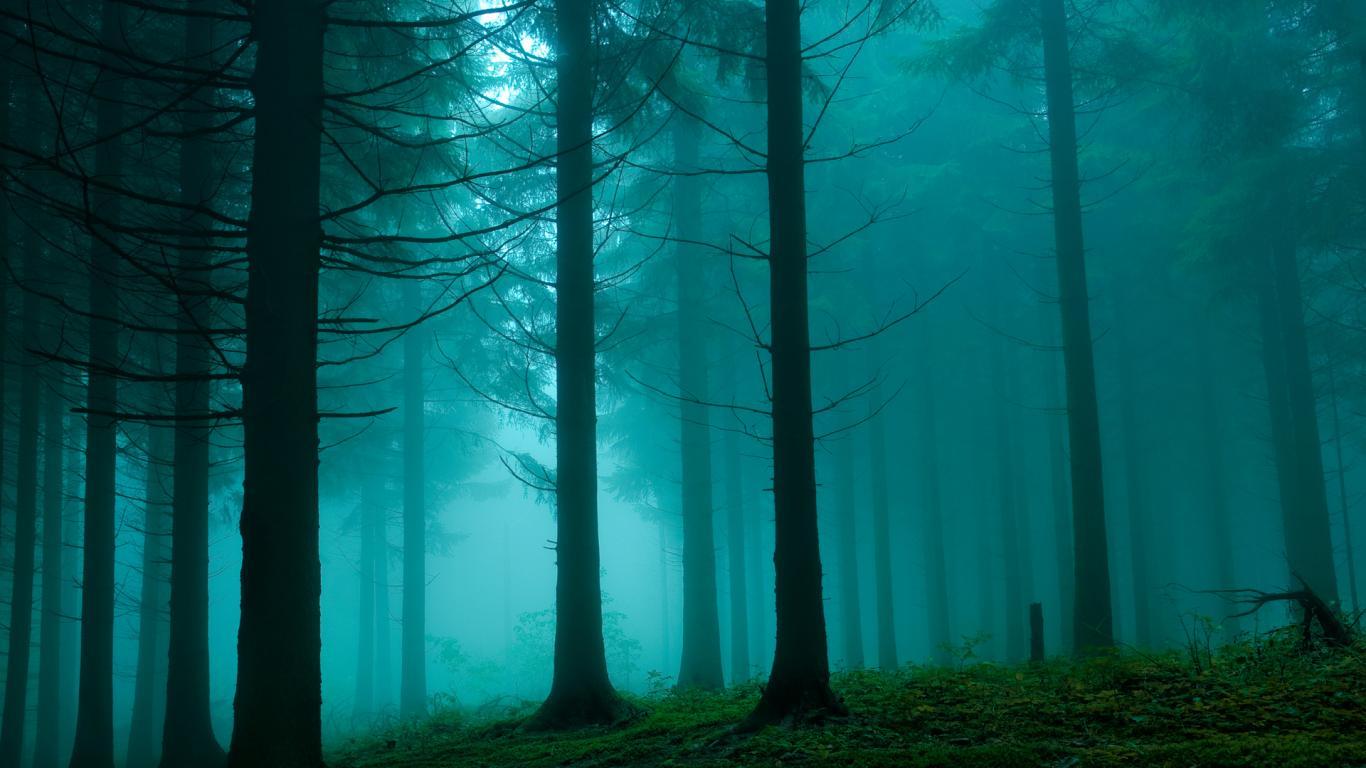 Blue Forest Wallpapers - Top Free Blue Forest Backgrounds - WallpaperAccess