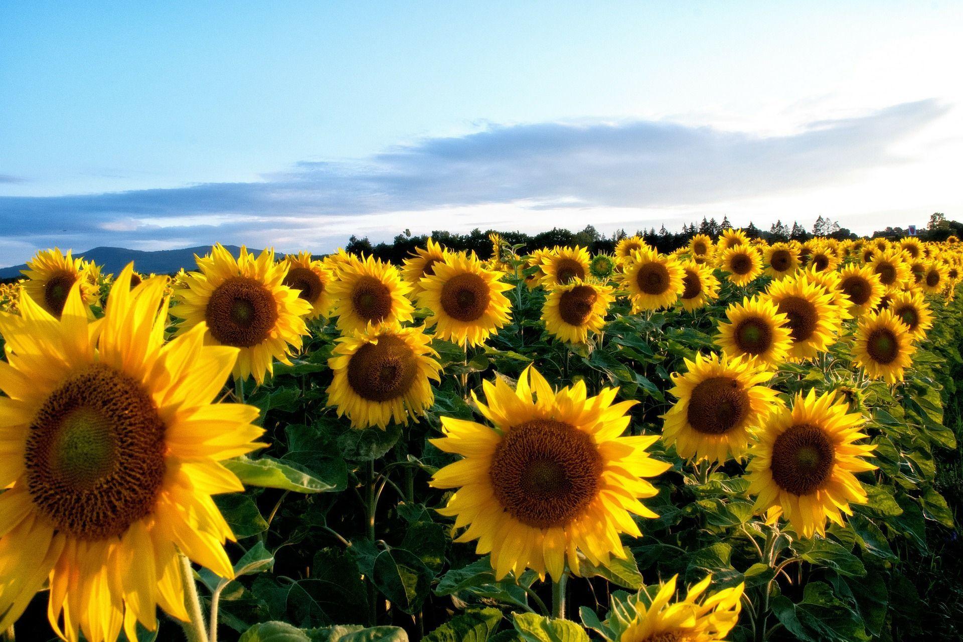 Whimsical Sunflower Desktop Wallpapers - Top Free Whimsical Sunflower