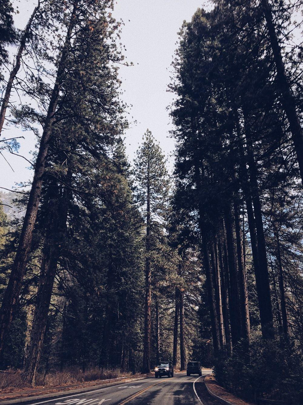 1000x1333 Forest Wallpaper. best free wallpaper, forest, woodland
