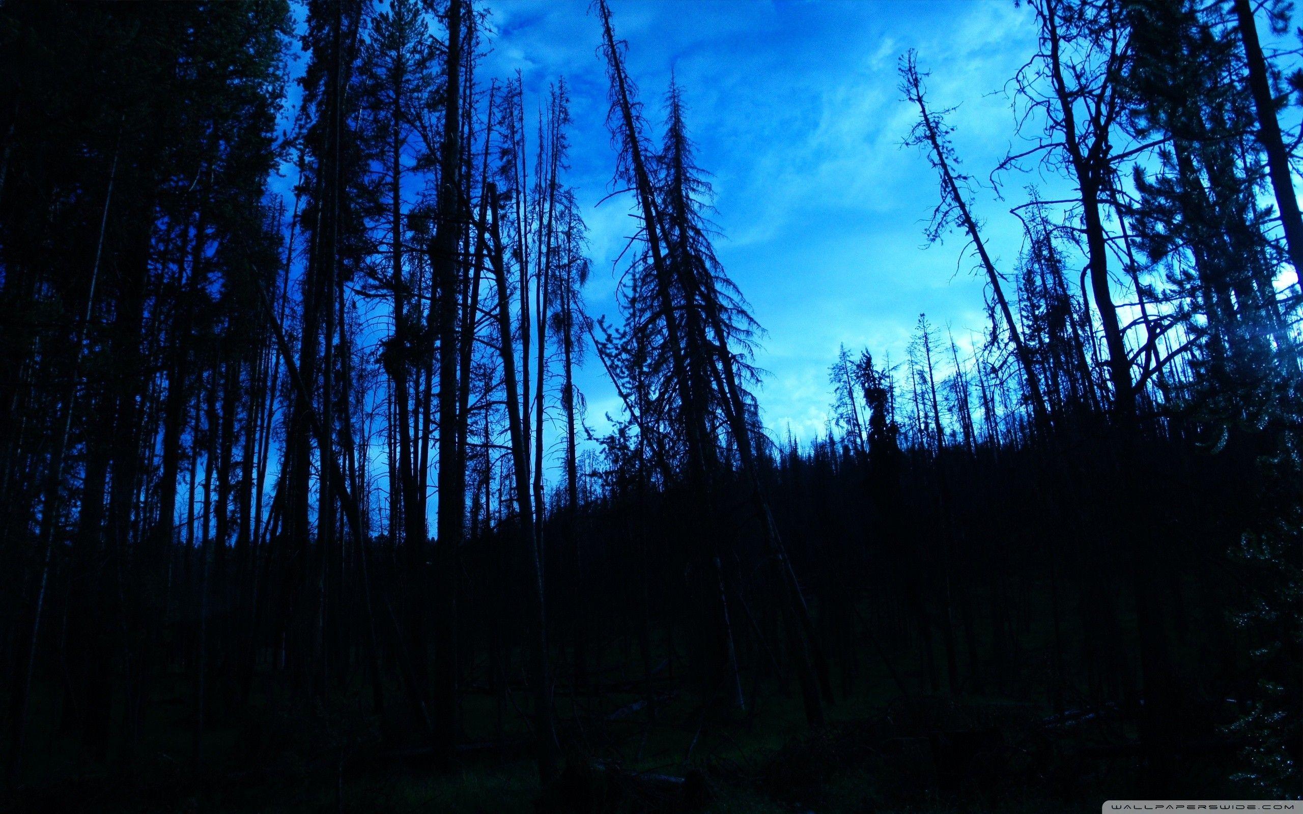 Blue hair in the forest at night - wide 6