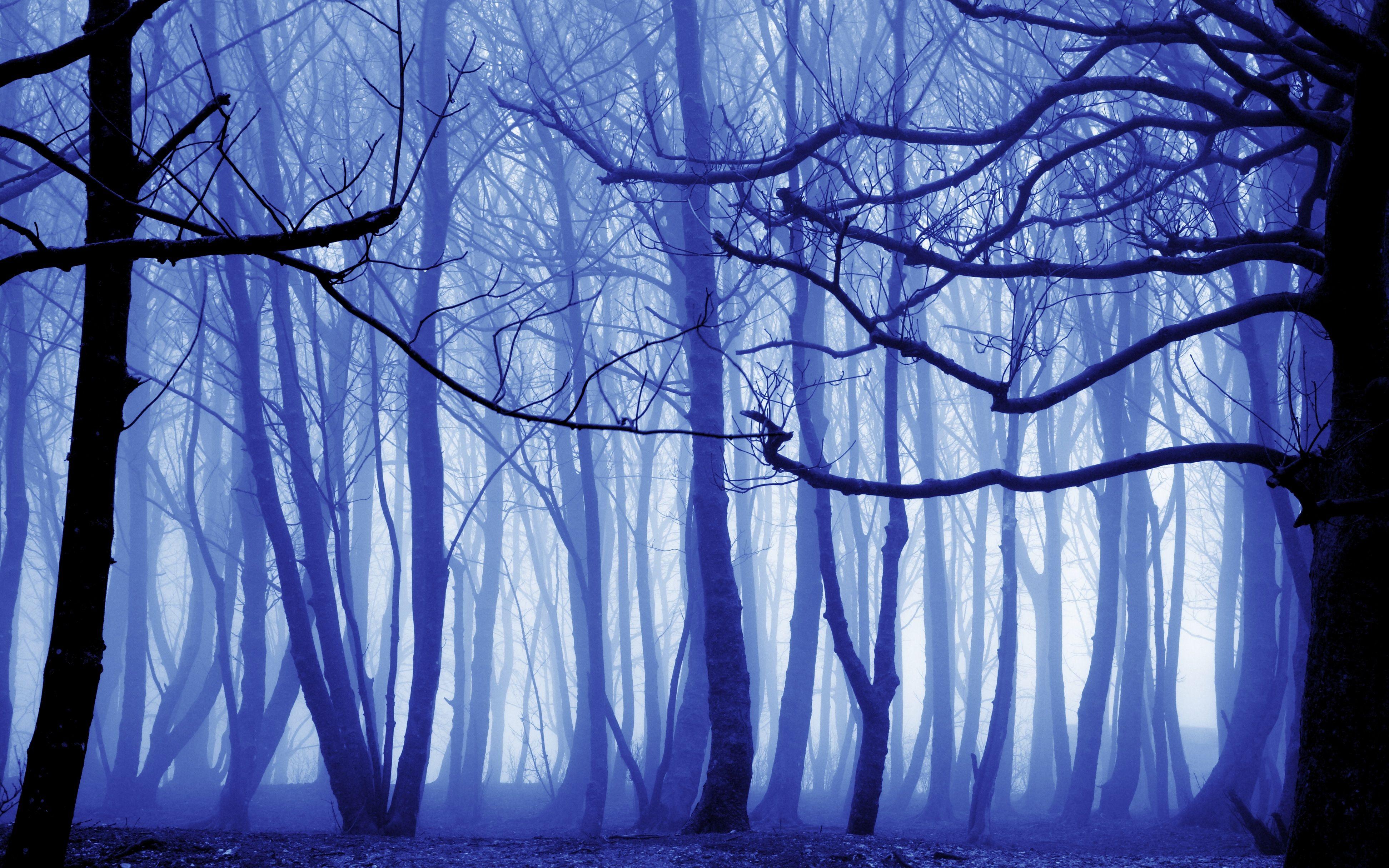 Blue Forest Wallpapers - Top Free Blue Forest Backgrounds - WallpaperAccess