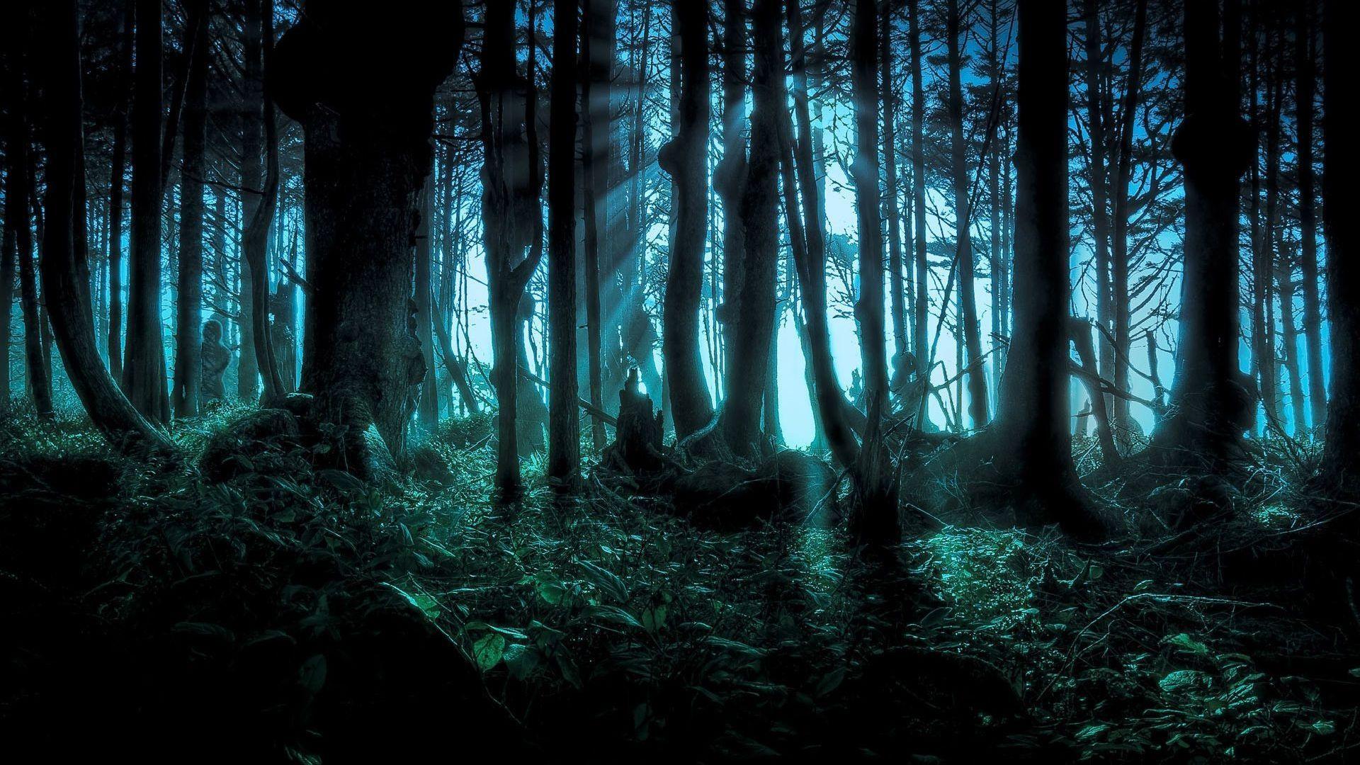 1920x1080 Fantasy Forest Wallpaper. Fantasy forest, Mystical forest, Forest
