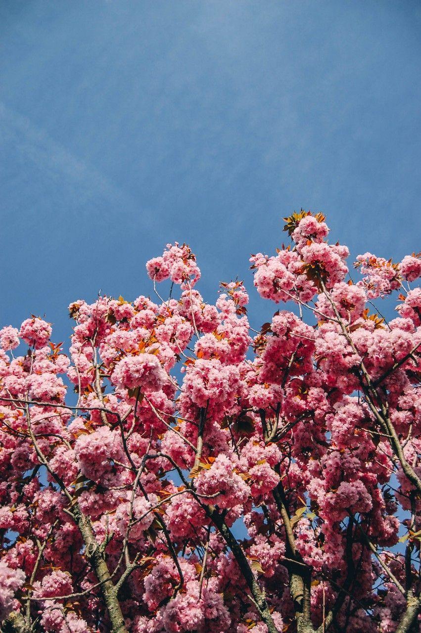 851x1280 Heidelberg in The Spring. Beautiful flowers wallpaper, Flower