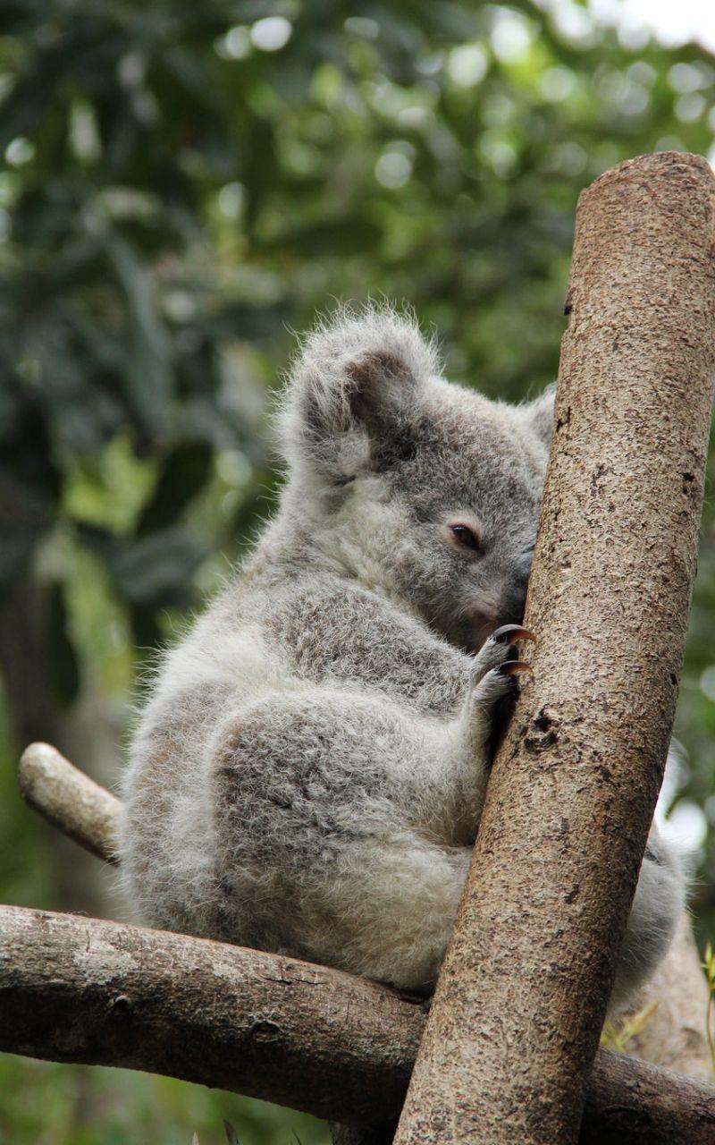 Koala Iphone Wallpapers Top Free Koala Iphone Backgrounds Wallpaperaccess