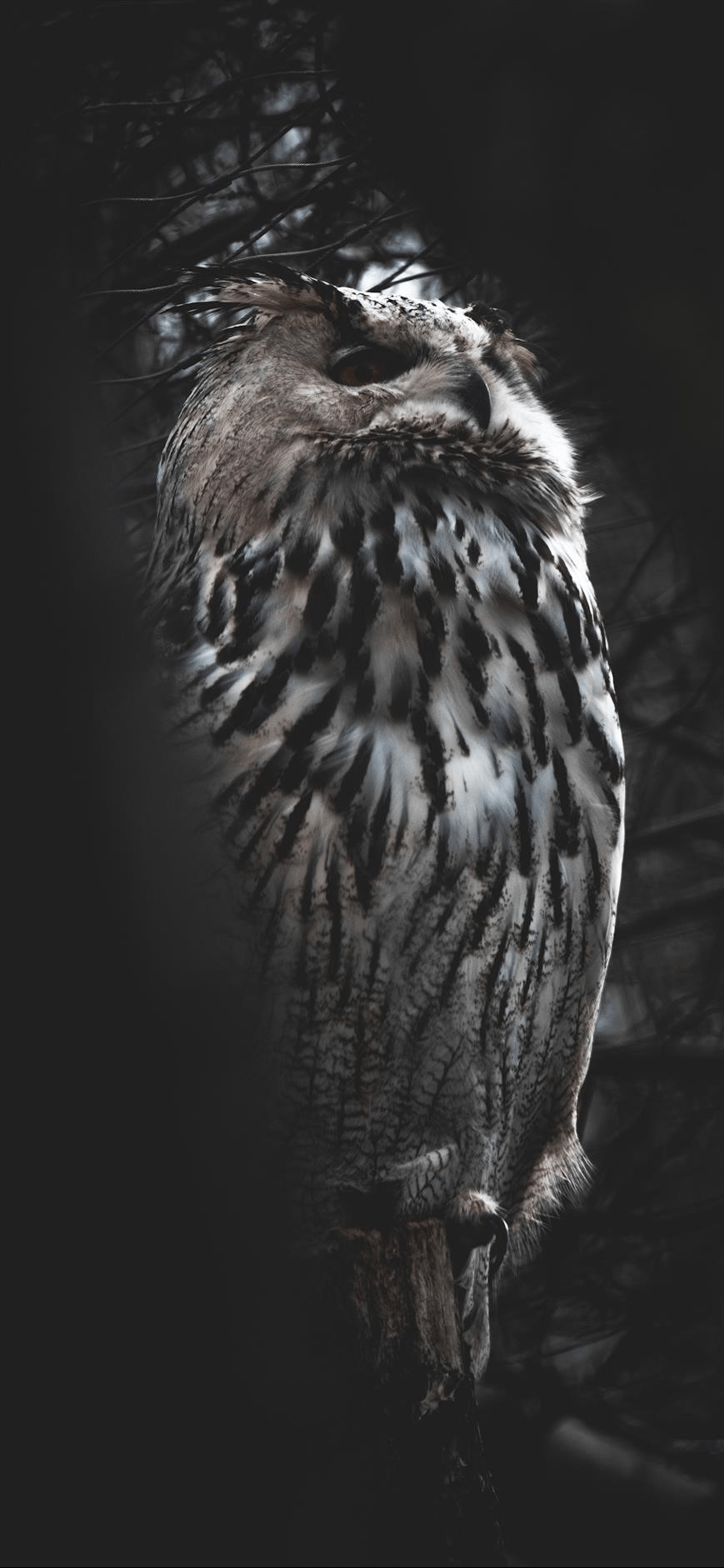 869x1882 Owl Wallpaper art: Free HD Download