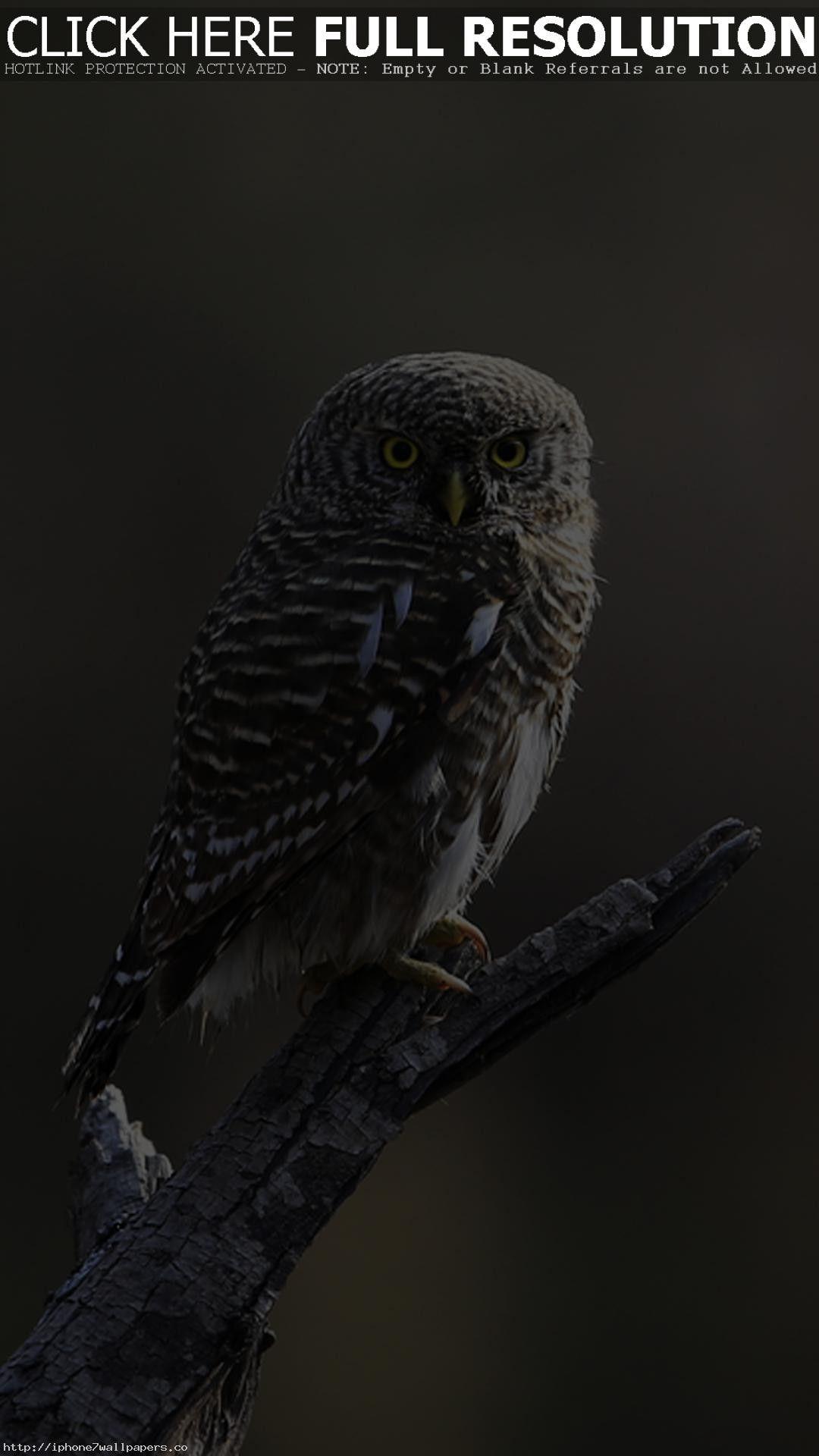 Owl Background Wallpaper iPhone Phone 4K #1550e