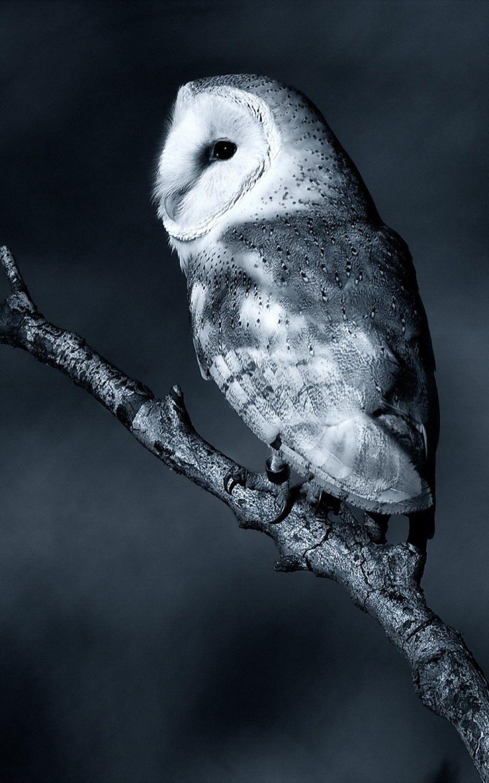 1000x1600 White Owl Wallpaper