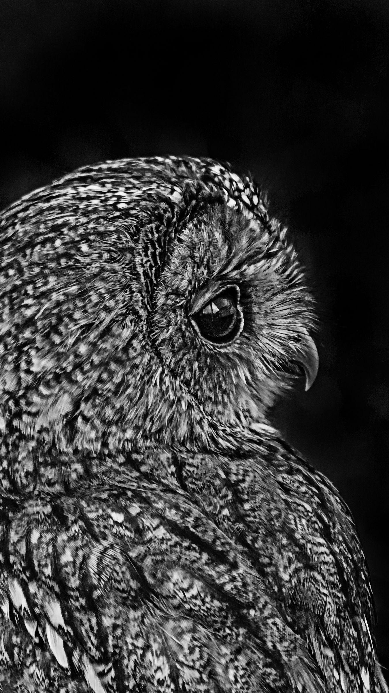 1350x2400 Download wallpaper 1350x2400 owl, bird, bw iphone 8+/7+/6s+/6+