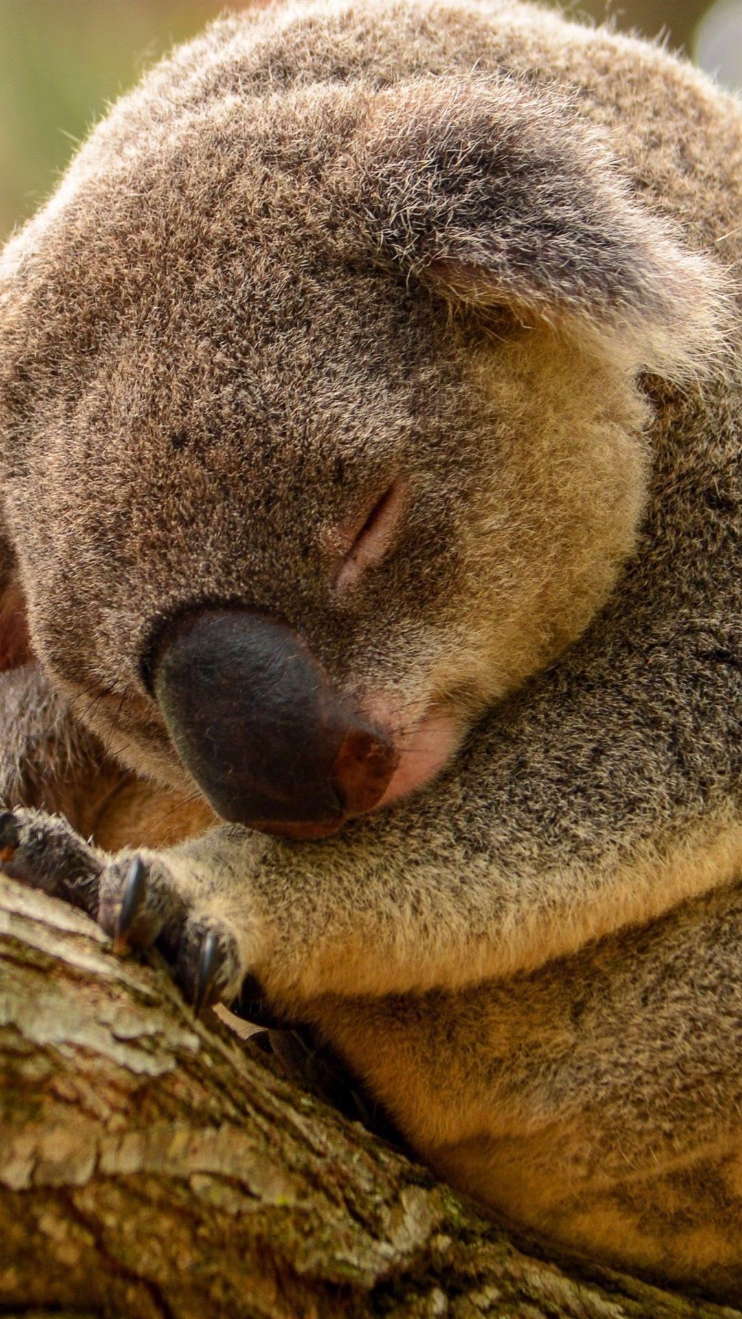 Koala iPhone Wallpapers Top Free Koala iPhone Backgrounds