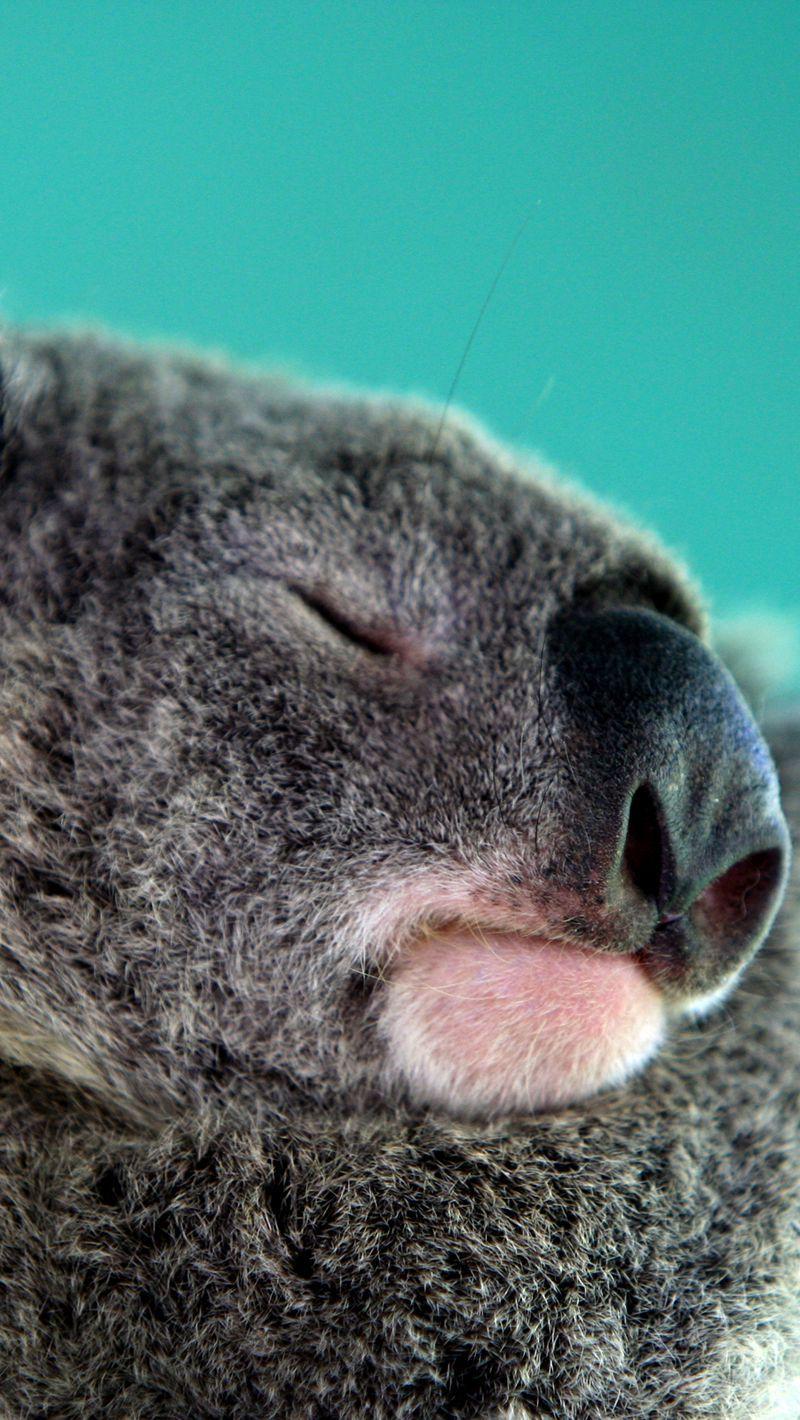 800x1420 Download Wallpaper 800x1420 Koala, Sleep, Snout Iphone Se 5s 5c 5