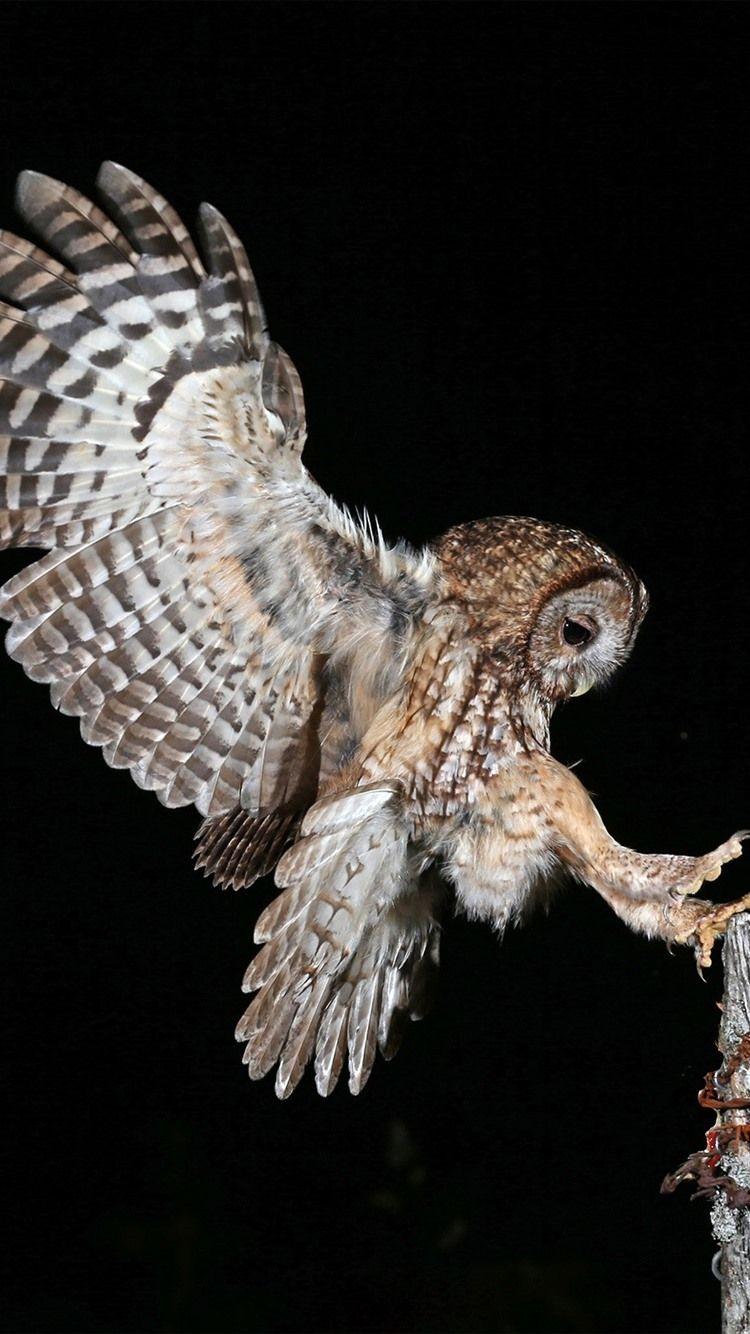 750x1334 Night, owl flight, wings, stump, black background 750x1334 iPhone