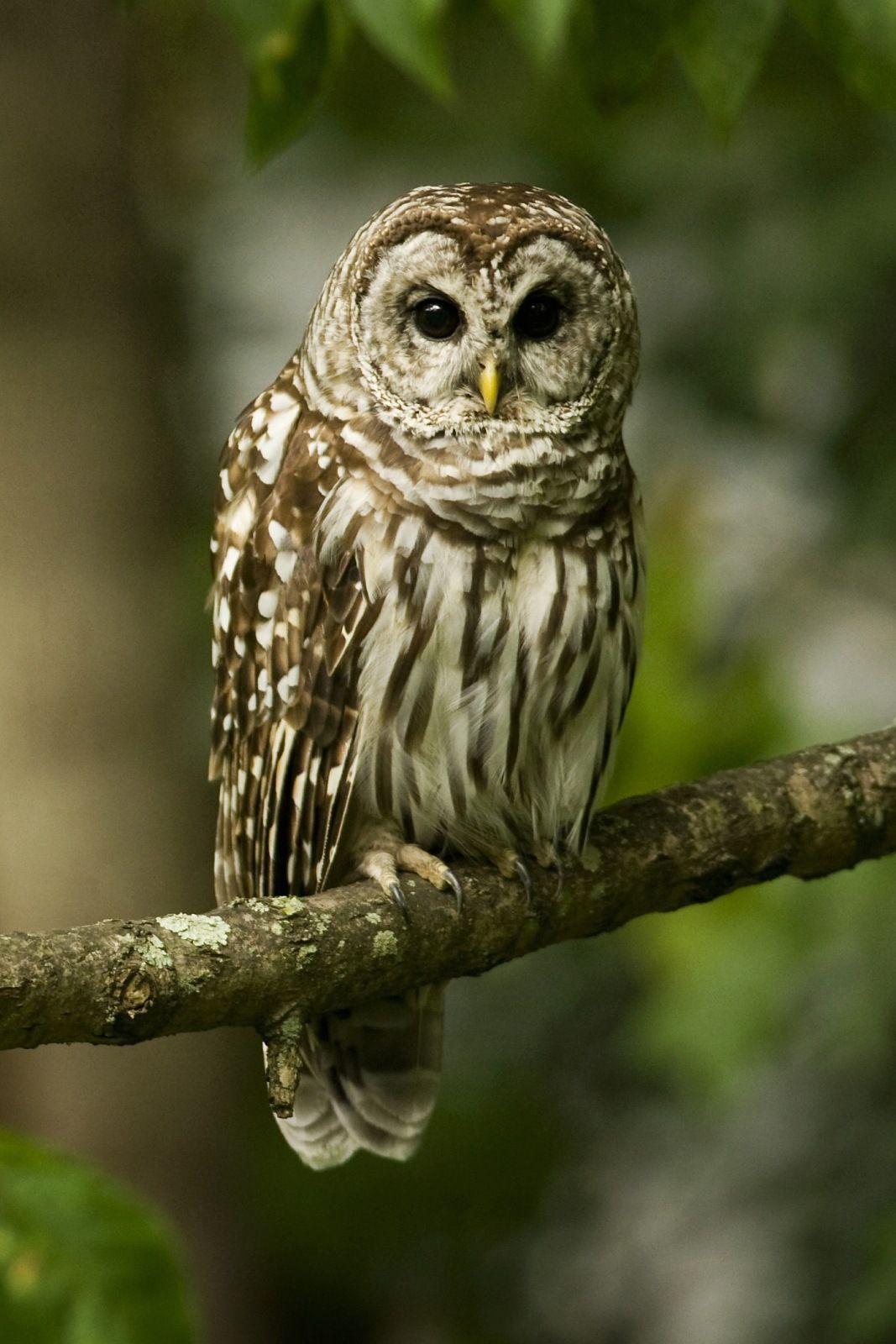1067x1600 Owl Wallpaper iPhone 3D iPhone Wallpaper