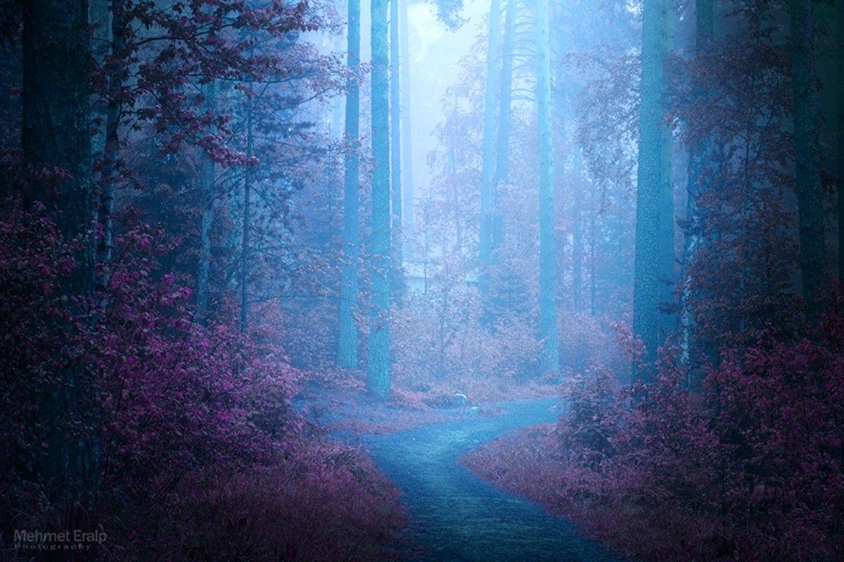 Blue Forest Wallpapers - Top Free Blue Forest Backgrounds - WallpaperAccess