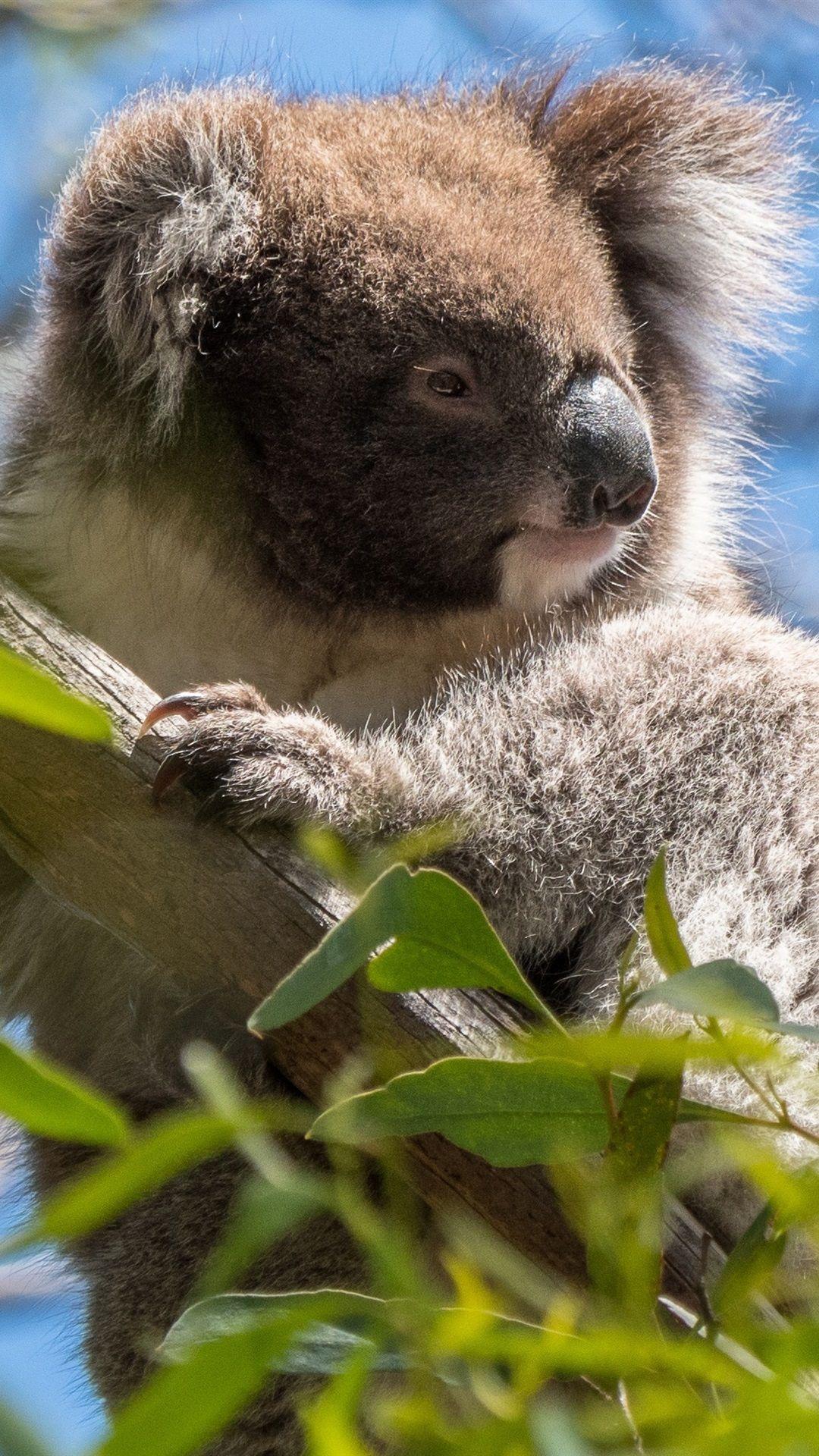 Koala iPhone Wallpapers Top Free Koala iPhone Backgrounds