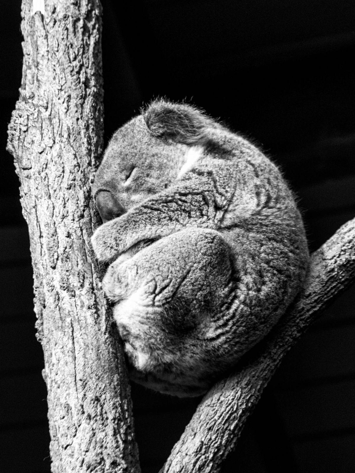 Koala iPhone Wallpapers Top Free Koala iPhone Backgrounds