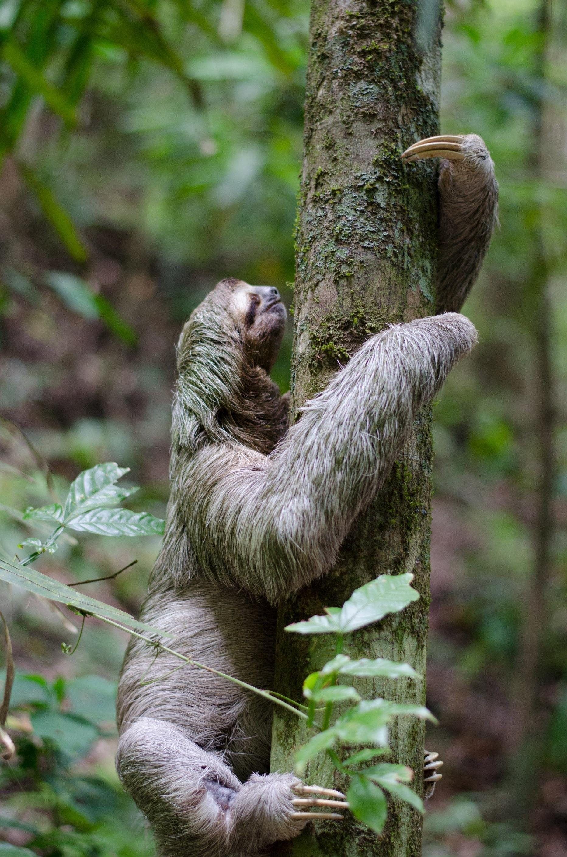 1864x2814 Sloth Desktop wallpaper wallpaper Collections