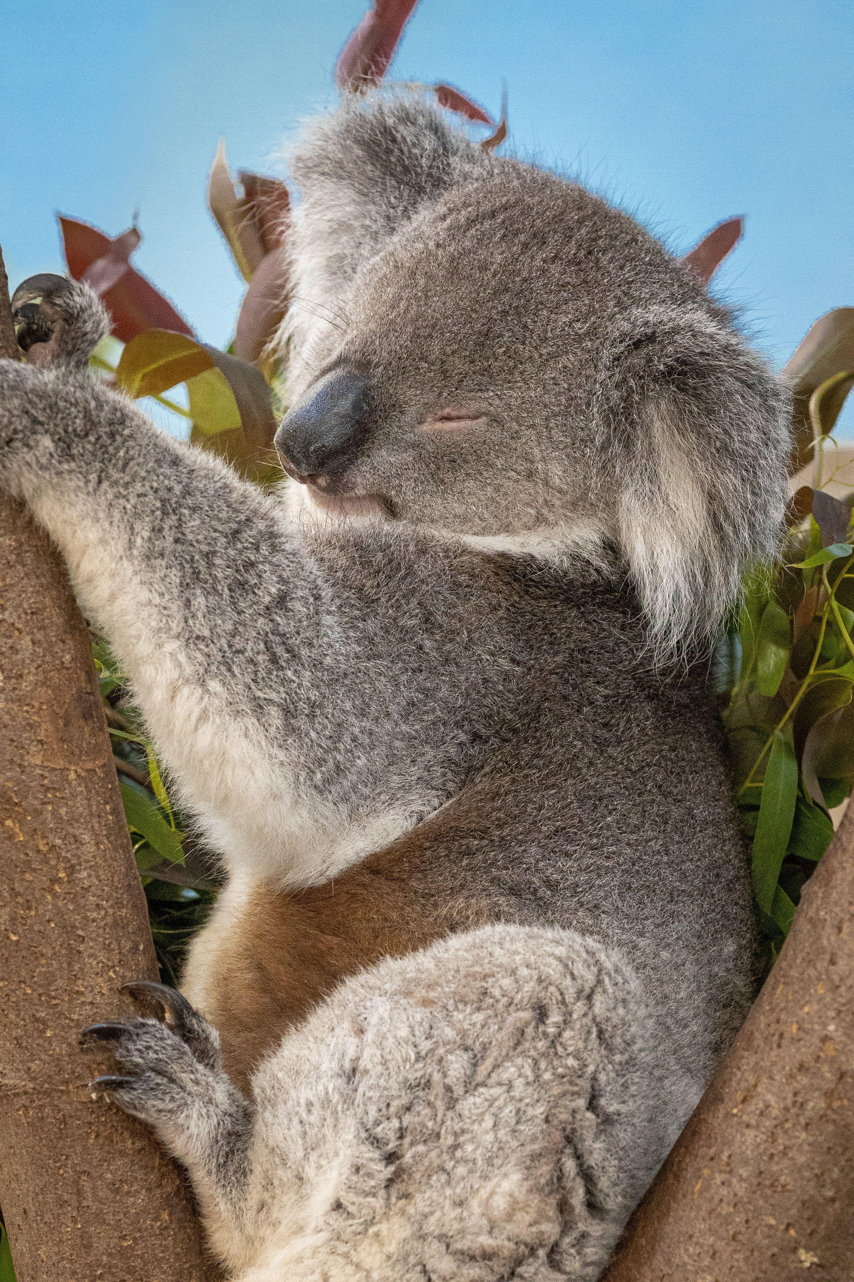 2784x4176 Close Up Photo Of Koala Bear · Free