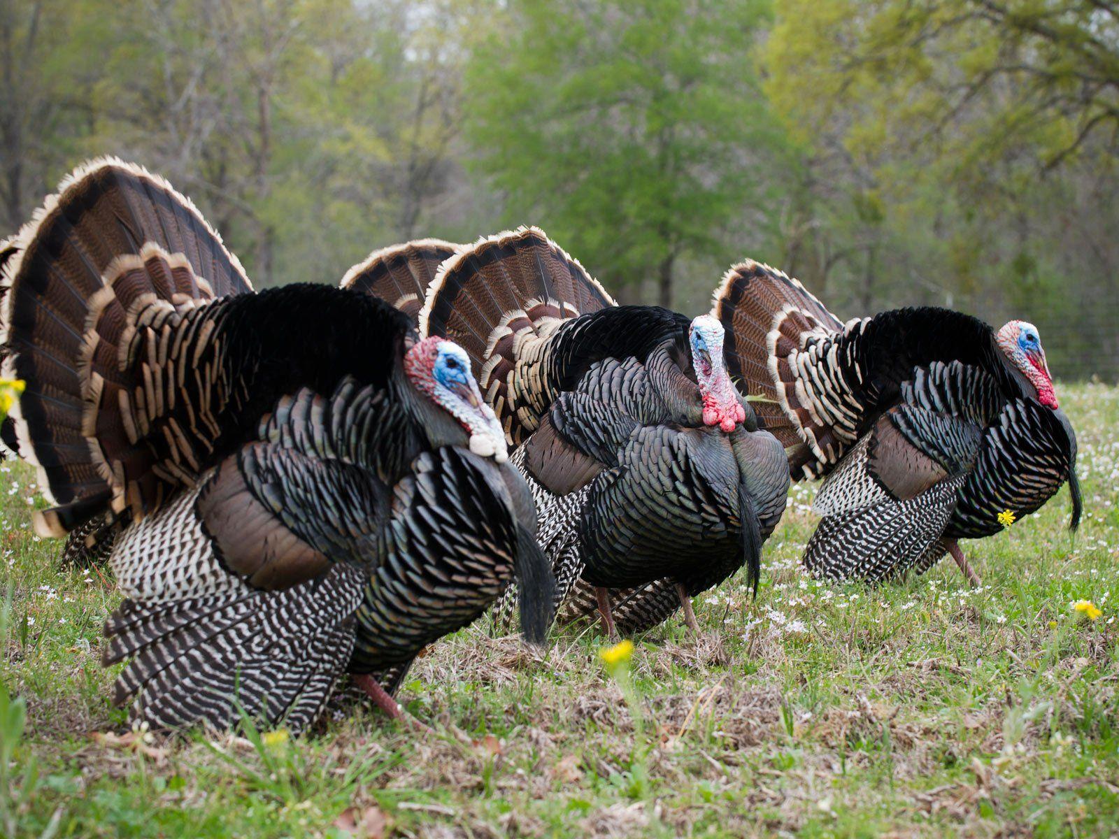 1600x1200 Turkey Bird Wallpaper, Turkey Bird Background. Original