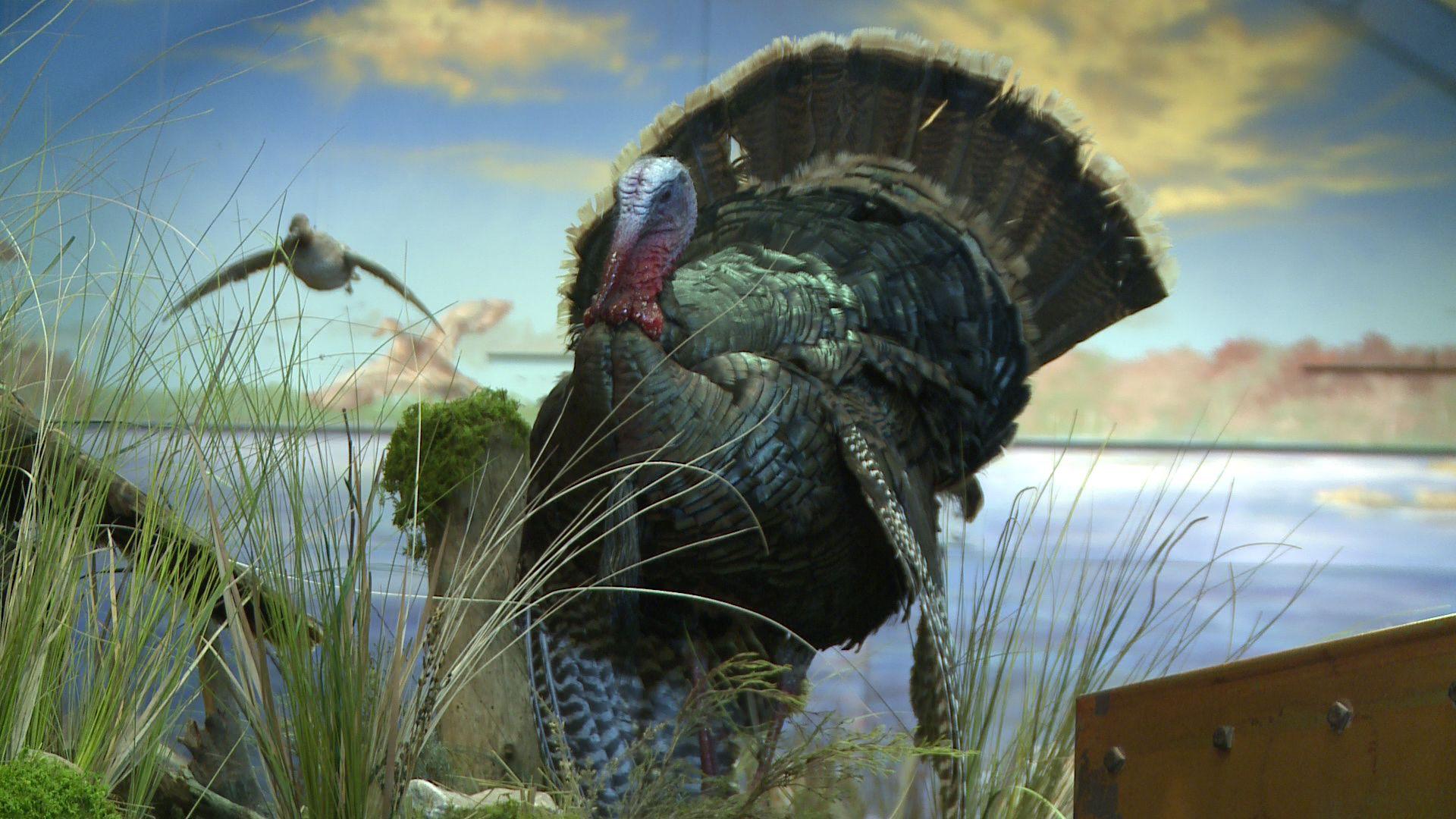 1920x1080 Turkey Bird Wallpaper, Turkey Bird Background. Original