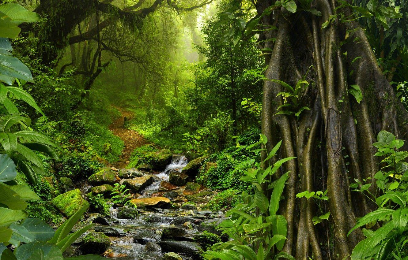 Thailand Forest Wallpapers - Top Free Thailand Forest Backgrounds ...