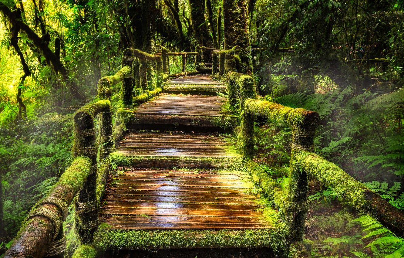 1332x850 Wallpaper greens, forest, trees, tropics, moss, jungle, Thailand