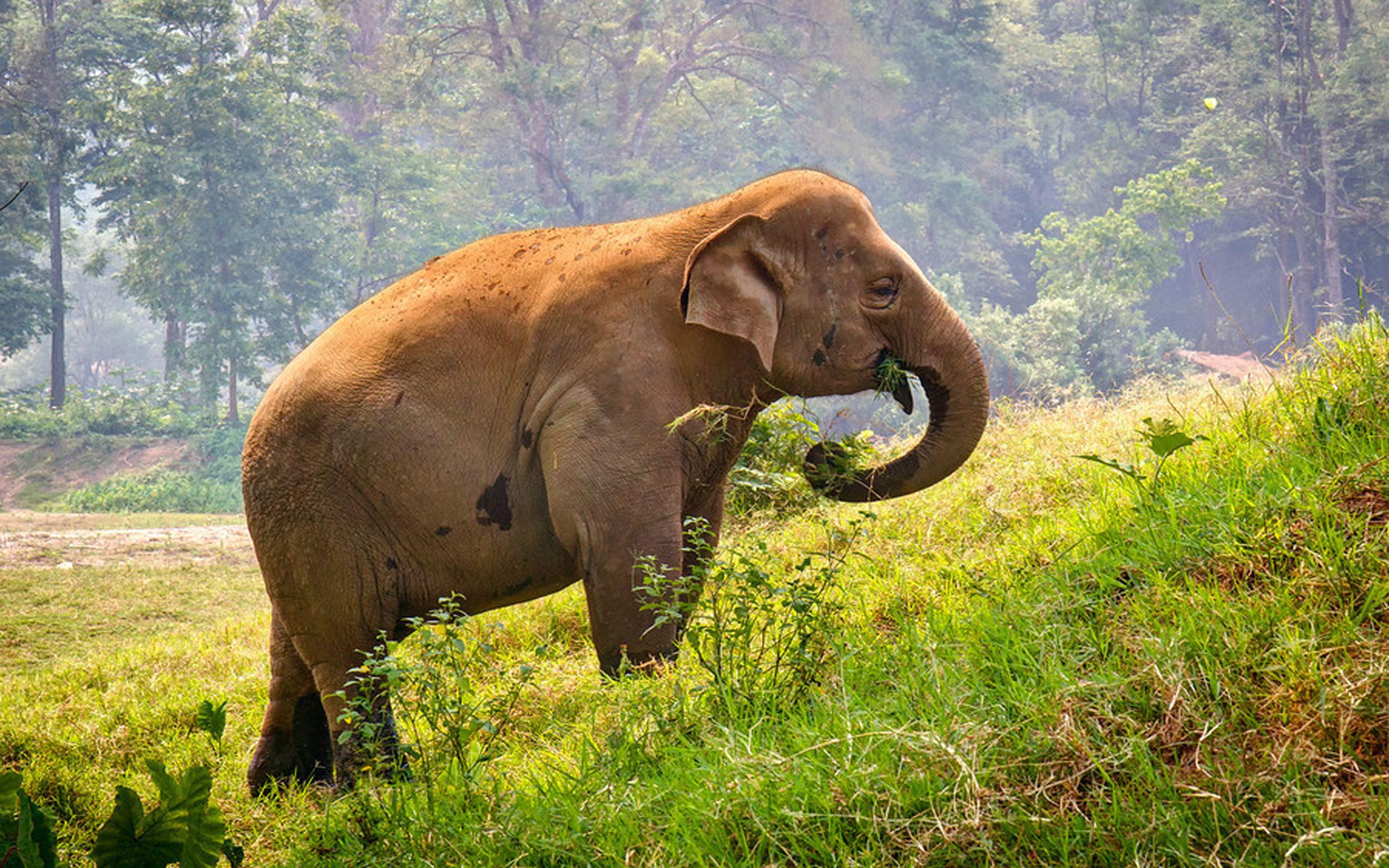 3840x2400 Thai Elephant Grazing, Meadow Green Grass Forest Trees Wallpaper