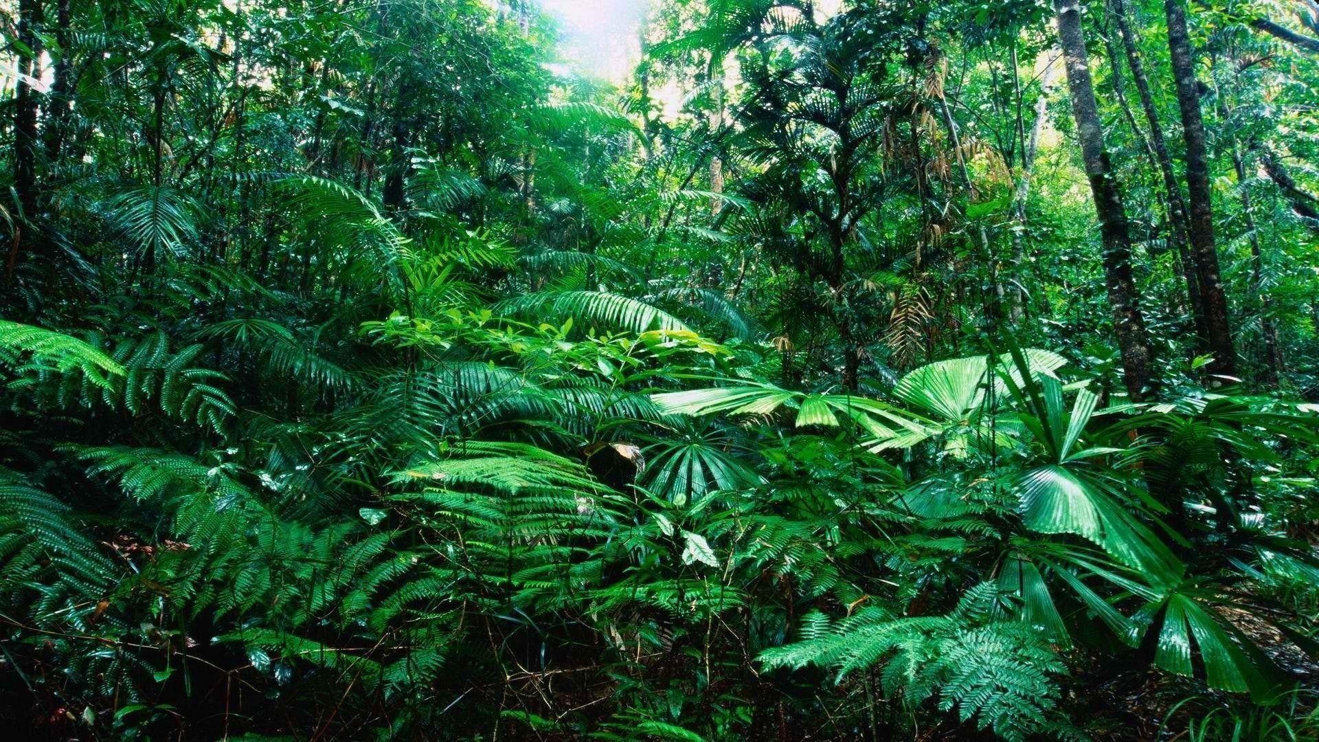 1920x1080 Tropical Forest Wallpaper