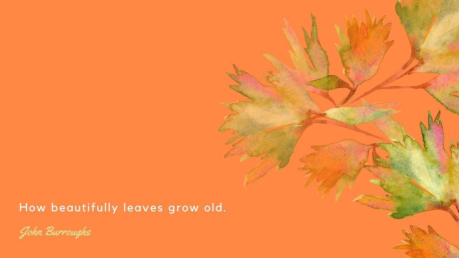 1600x900 Salmon Leaves Autumn Desktop Wallpaper