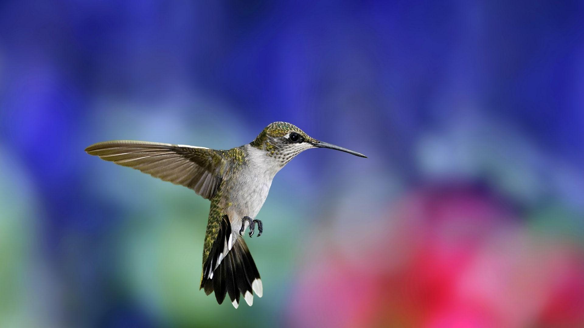 Colibri Wallpapers - Top Free Colibri Backgrounds - WallpaperAccess