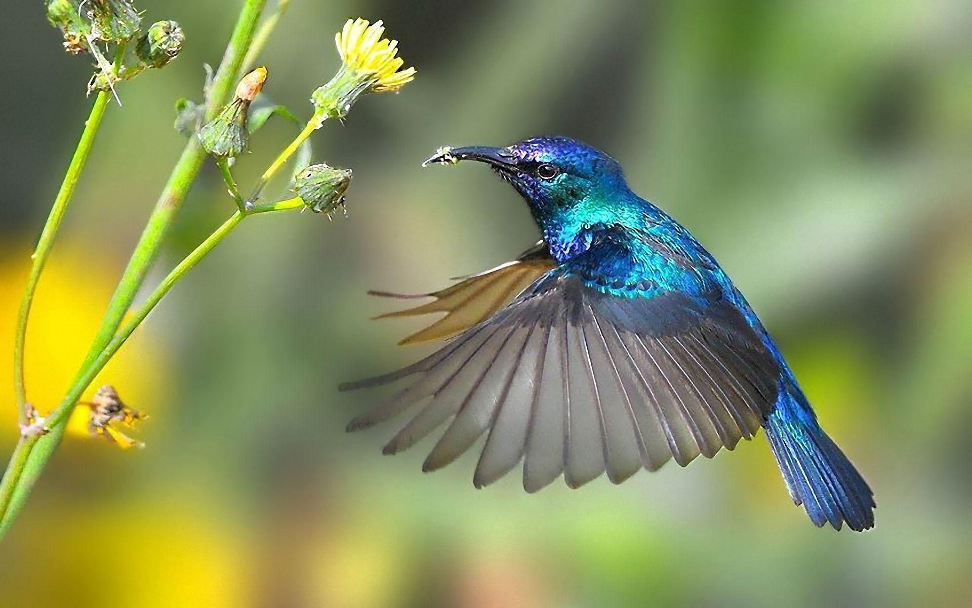 Colibri Wallpapers - Top Free Colibri Backgrounds - WallpaperAccess