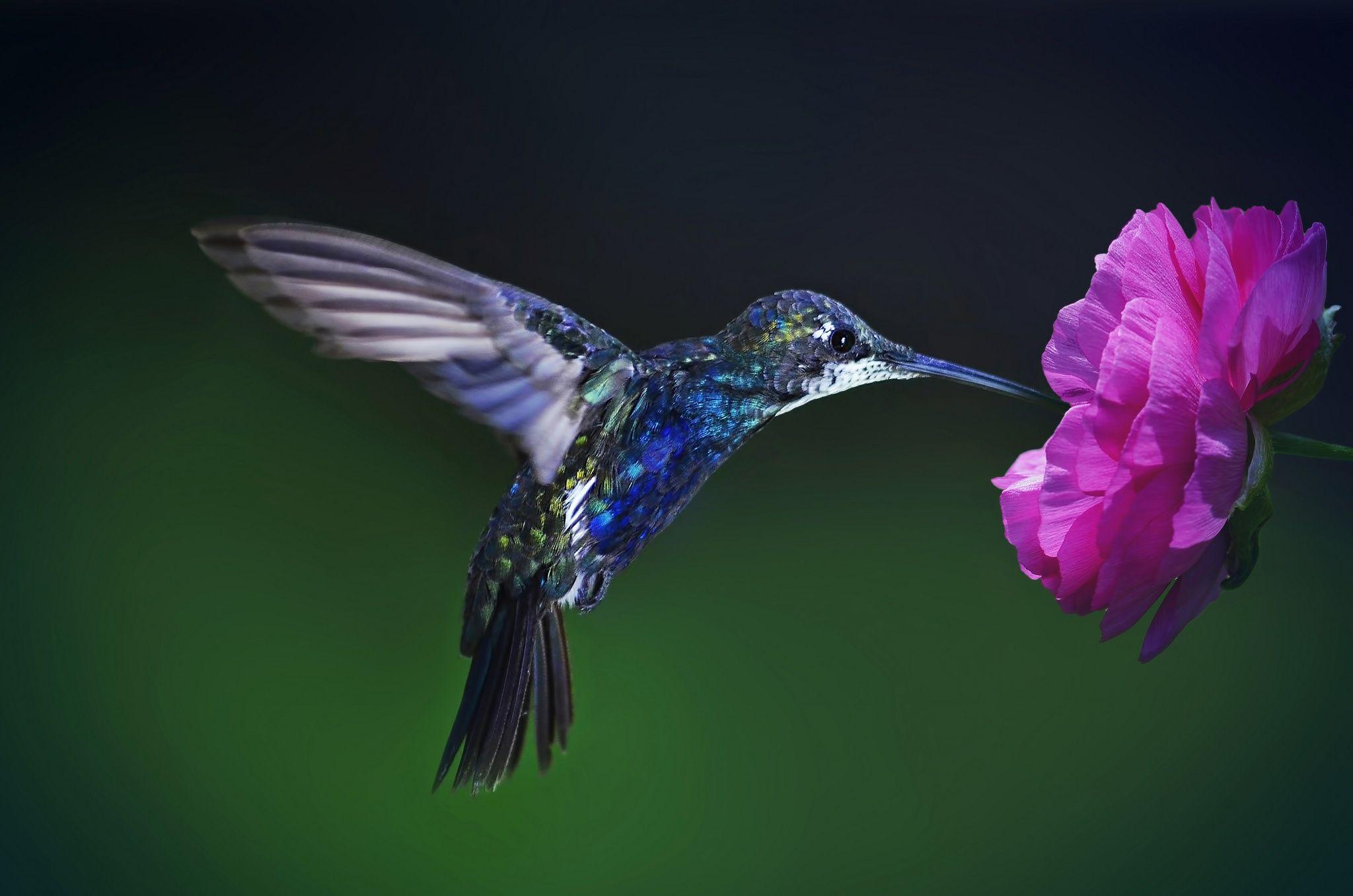 Colibri Wallpaper