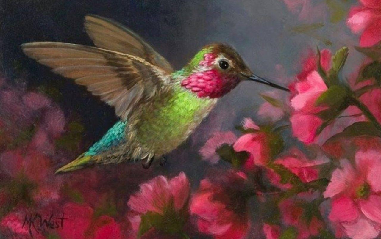 Colibri Wallpapers - Top Free Colibri Backgrounds - WallpaperAccess