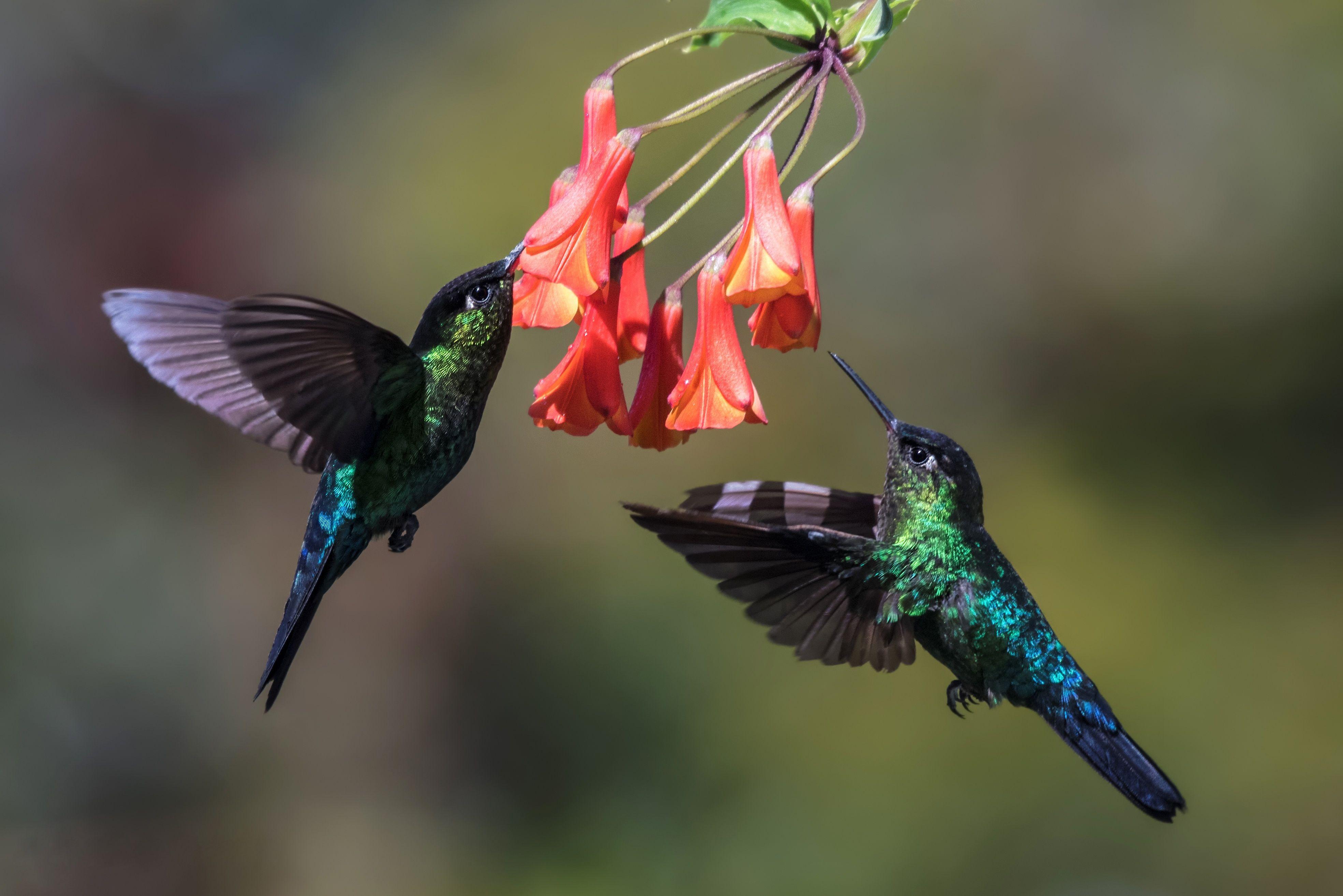 Colibri Wallpapers - Top Free Colibri Backgrounds - WallpaperAccess