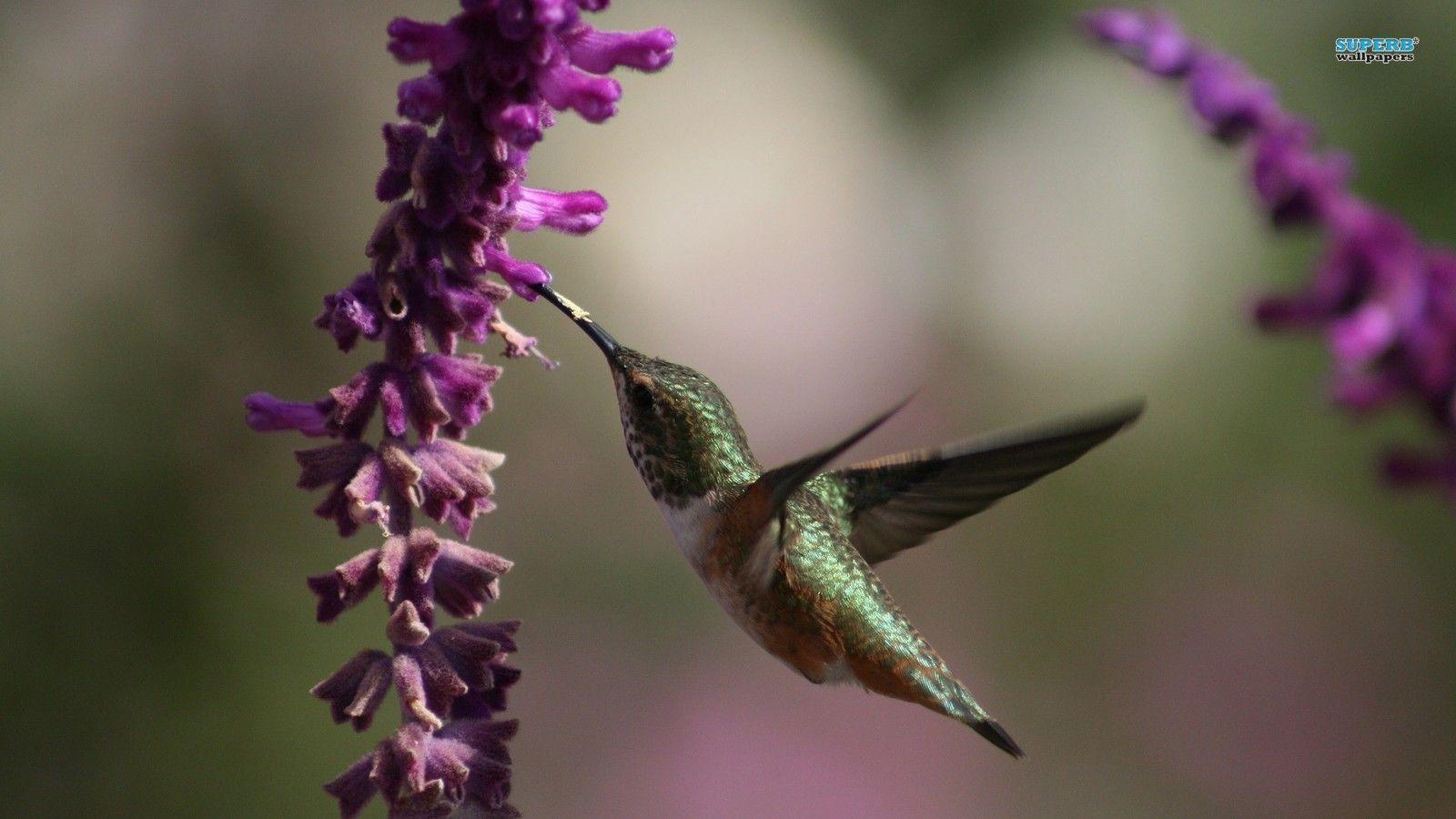 1600x900 colibri fond d'écran