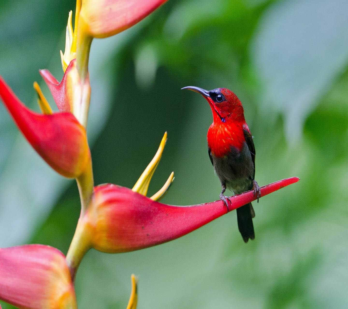 1440x1280 Colibri wallpaper