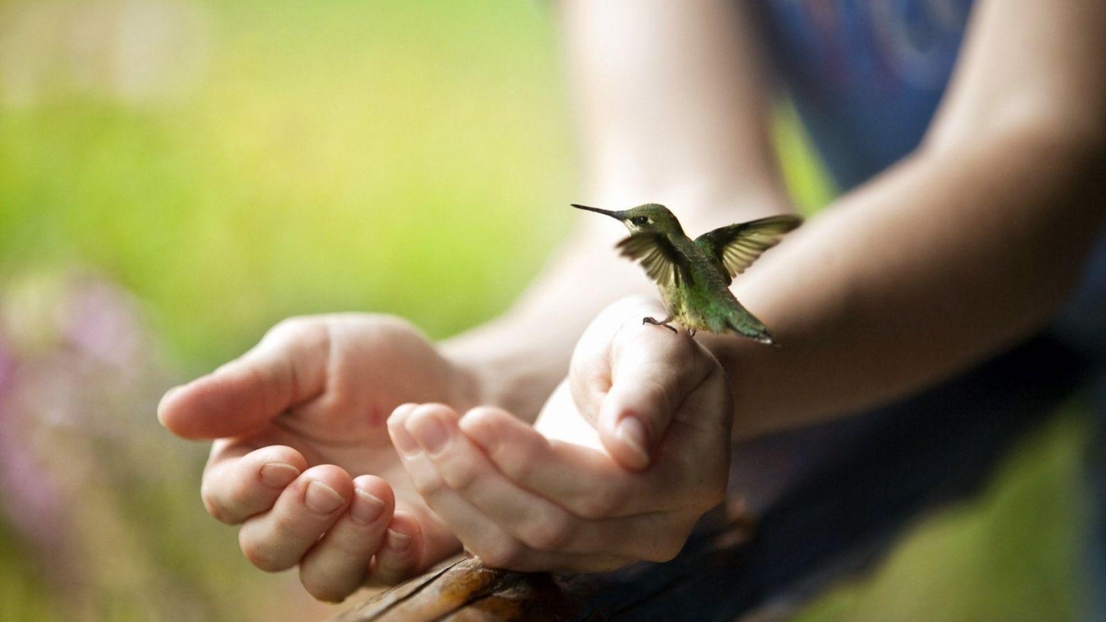 1600x900 Free download hummingbird colibri bird wallpaper 1063 1680x1050