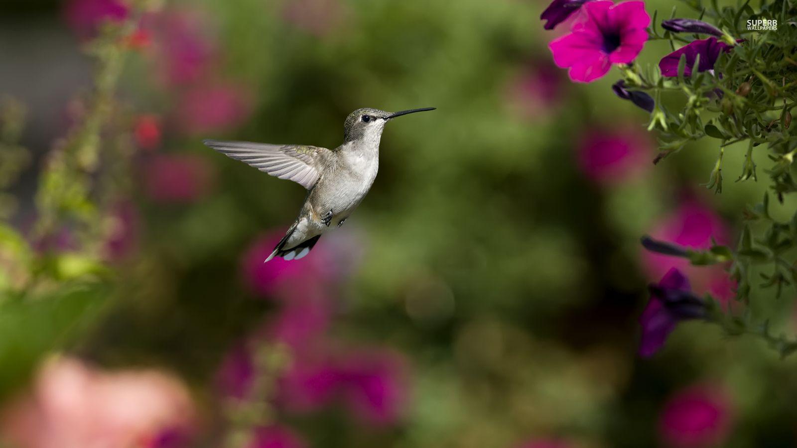 1600x900 colibri fond d'écran
